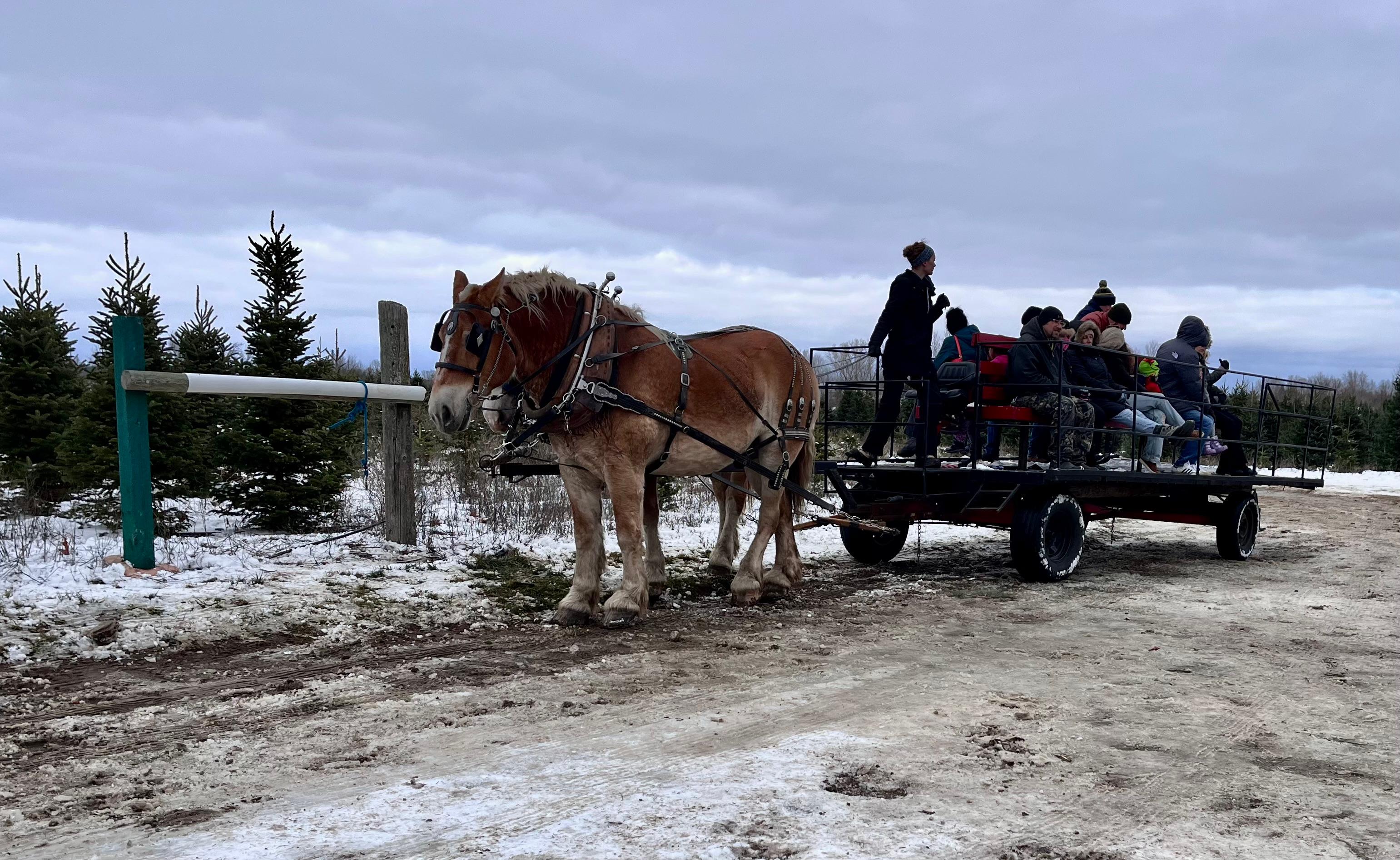 A horse-drawn carriage at a Christmas tree farm.